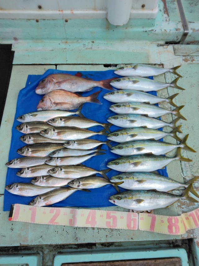 マダイ・マアジ・ツバス(ブリ)・マサバ