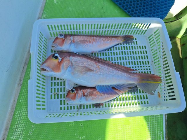 アマダイ(アカアマダイ)