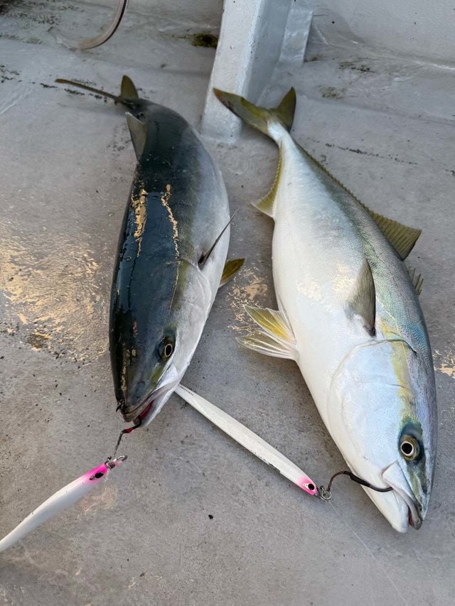 サンパク(ブリ)