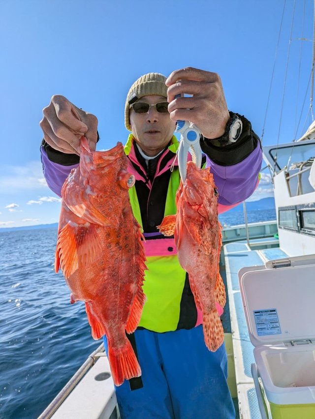 カンコ(ウッカリカサゴ)