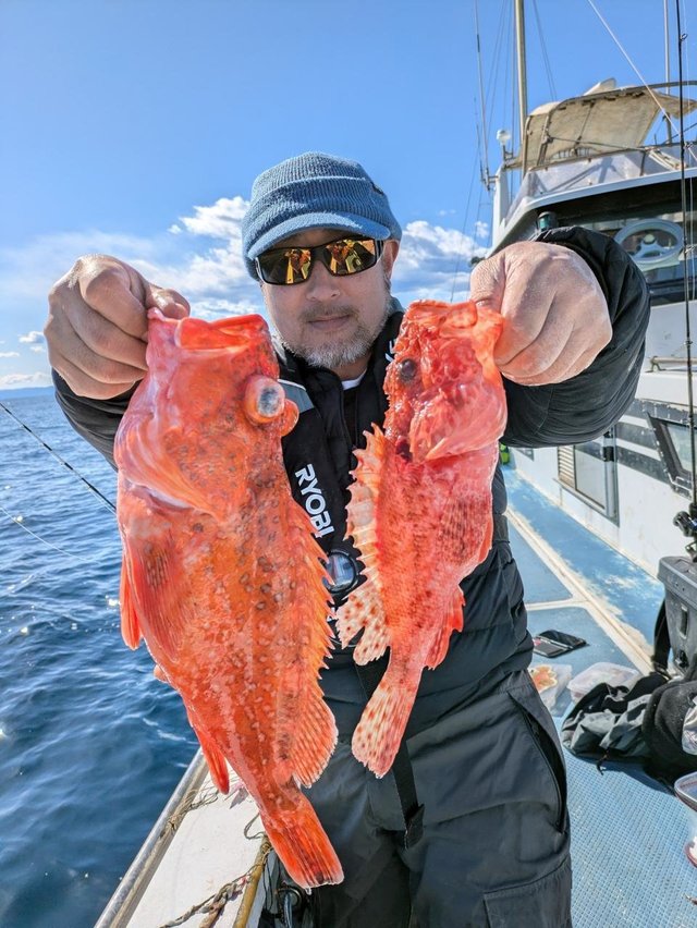 カンコ(ウッカリカサゴ)