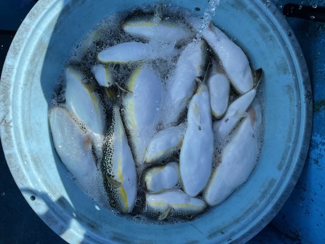 ショウサイフグ