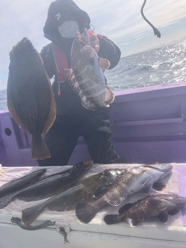 マハタ・ヒラメ