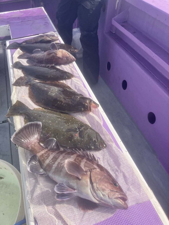 マハタ・ヒラメ