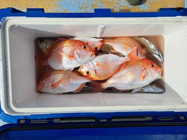 レンコダイ(キダイ)