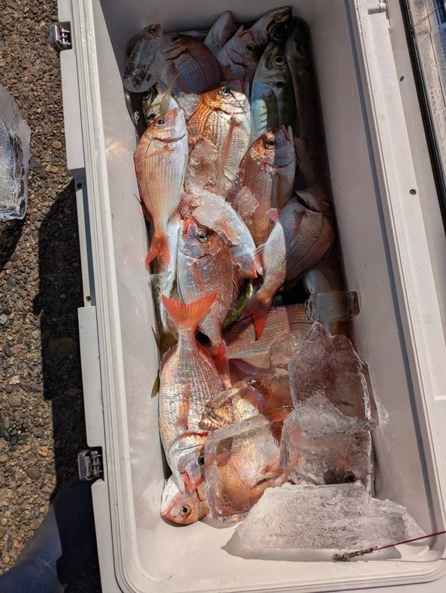 ハナダイ(チダイ)・アジ(マアジ)