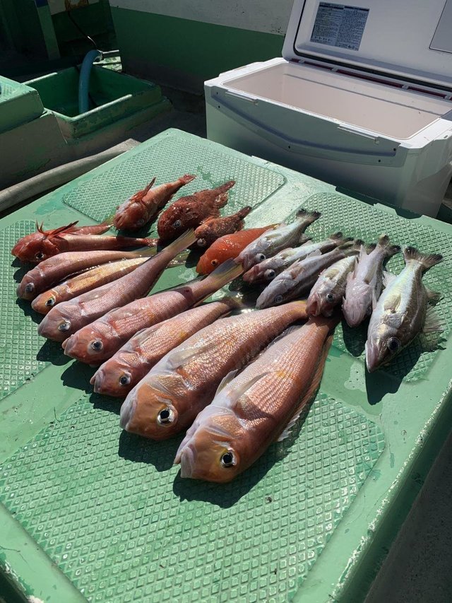 アマダイ(アカアマダイ)・ムツ・オニカサゴ・カサゴ・カナガシラ