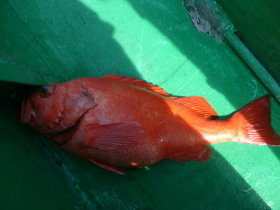 ベニアコウ(オオサガ)