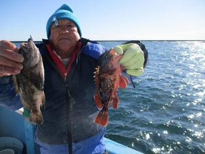 カサゴ・クロメバル(メバル)