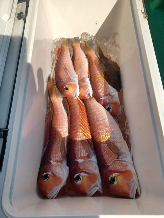 アマダイ(アカアマダイ)・ガンゾウビラメ