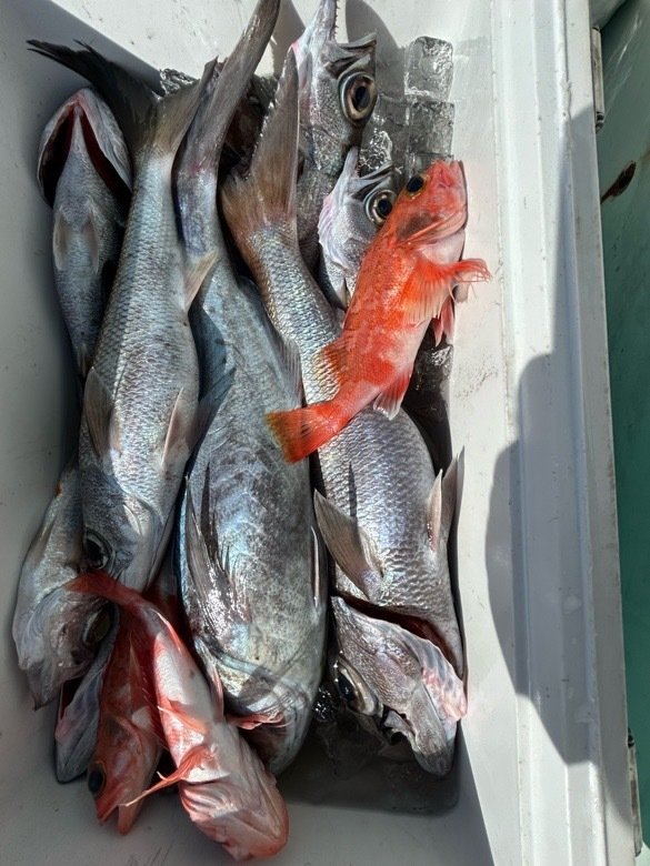 クロムツ・メダイ・ユメカサゴ