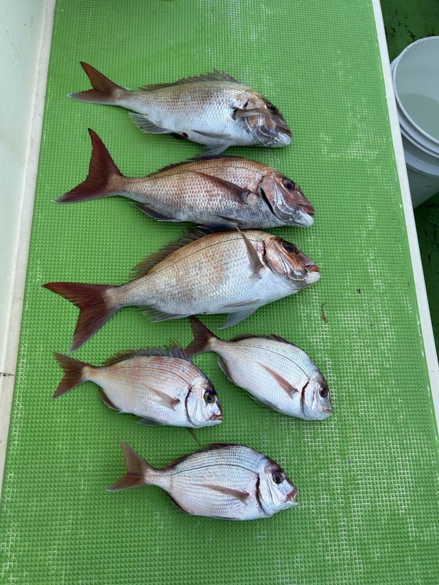 マダイ・ハナダイ(チダイ)