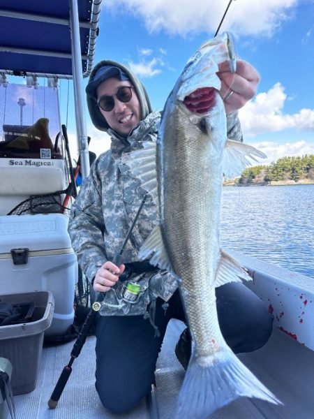 シーバス(スズキ)