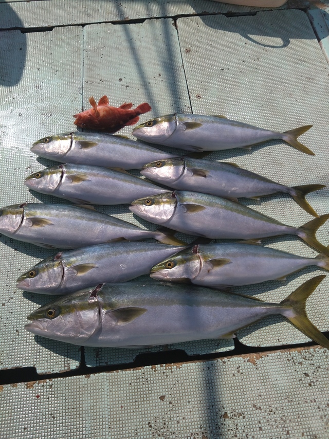 ハマチ(ブリ)・メジロ(ブリ)