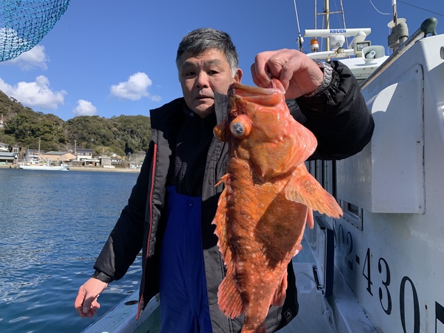 カンコ(ウッカリカサゴ)