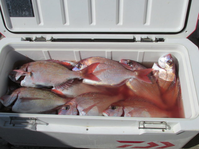 ハナダイ(チダイ)