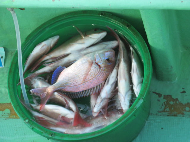 ハナダイ(チダイ)