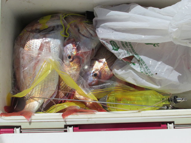 ハナダイ(チダイ)