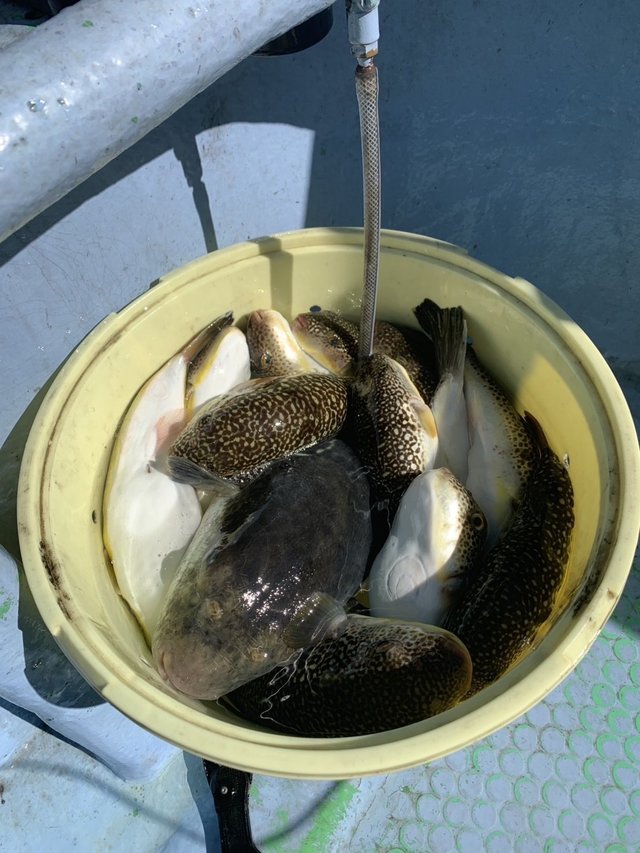 ショウサイフグ