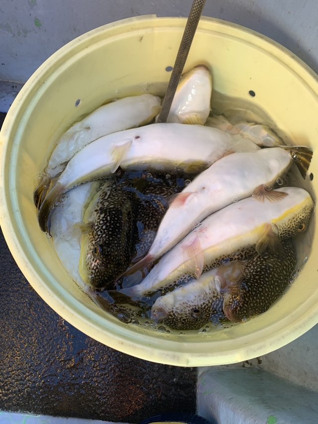 ショウサイフグ