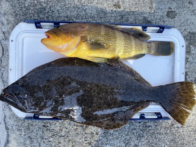 アオハタ・ヒラメ