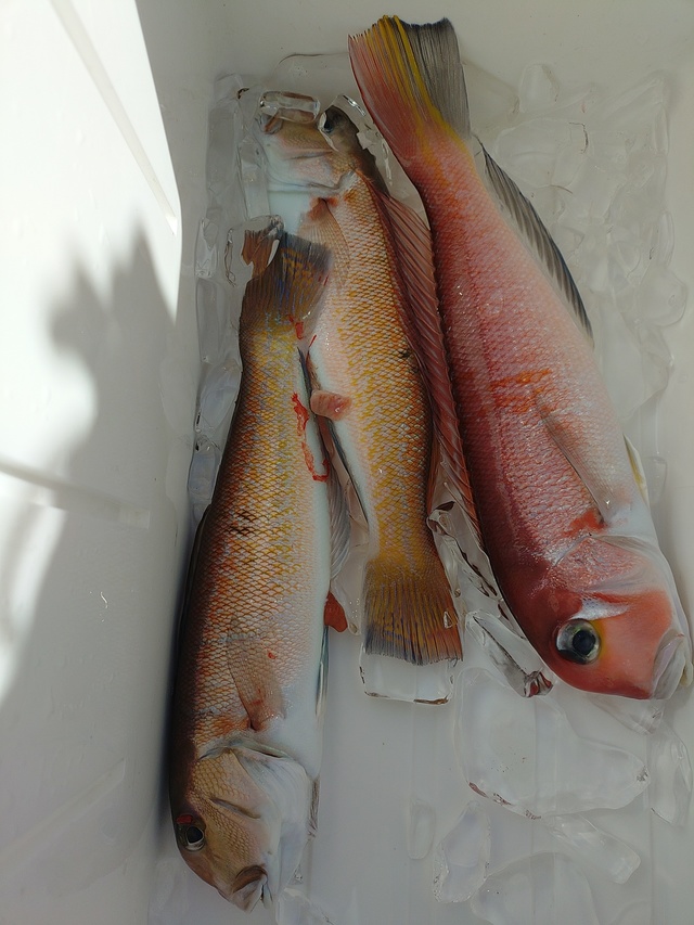 アマダイ(アカアマダイ)