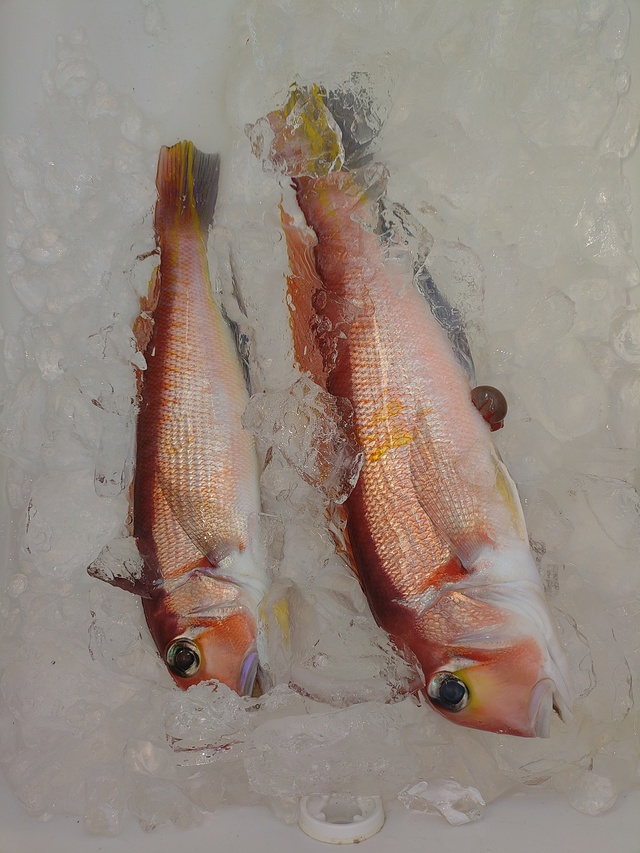 アマダイ(アカアマダイ)