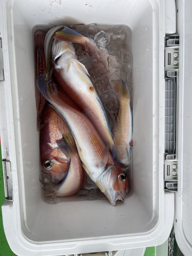 アマダイ(アカアマダイ)