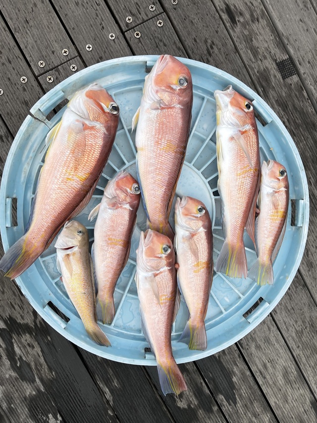 アマダイ(アカアマダイ)