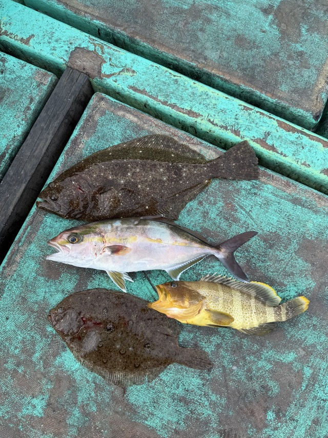 アオハタ・シオ(カンパチ)・ヒラメ・ガンゾウヒラメ(ガンゾウビラメ)