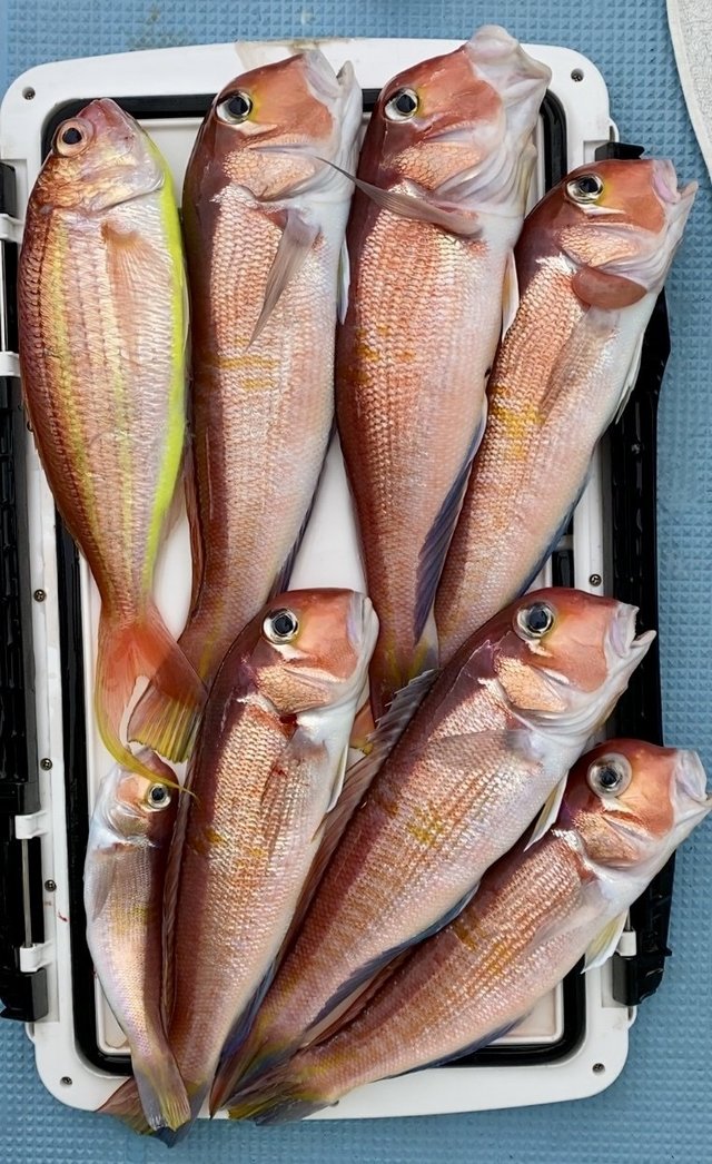 アマダイ(アカアマダイ)