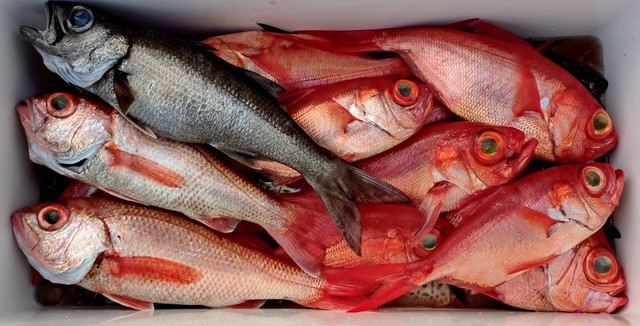 クロムツ・キンメ(キンメダイ)