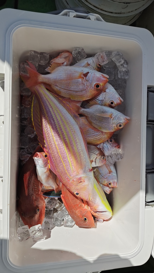 イトヨリ(イトヨリダイ)