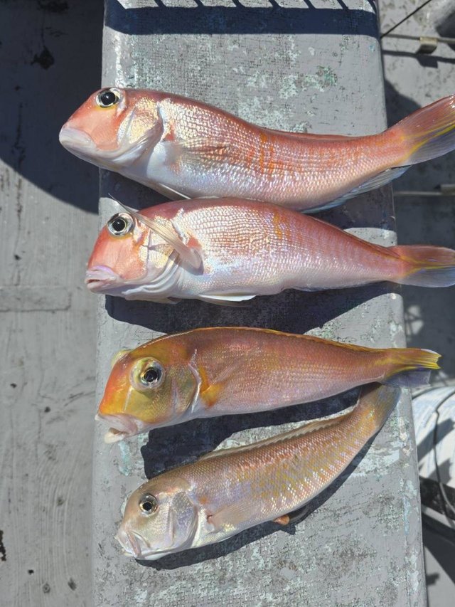 アマダイ(アカアマダイ)・シロアマダイ