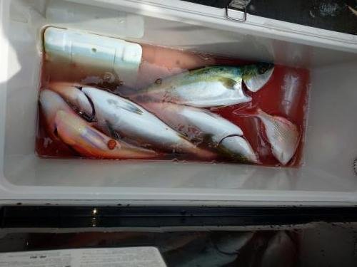 マダイ・イナダ(ブリ)