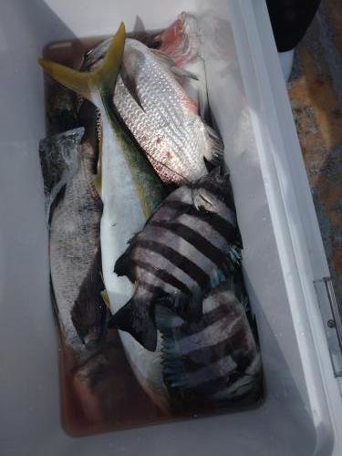 マダイ・クロダイ・イシダイ・イナダ(ブリ)