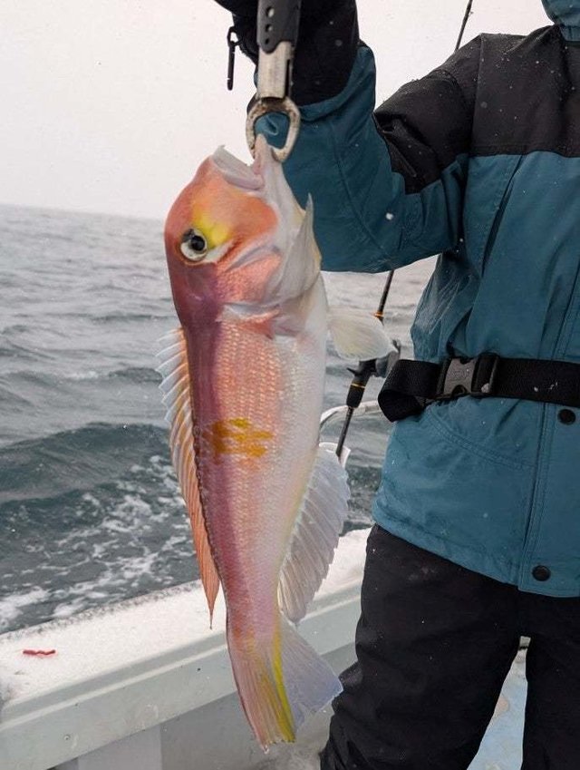 アマダイ(アカアマダイ)