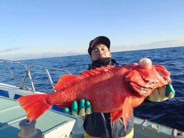 ベニアコウ(オオサガ)