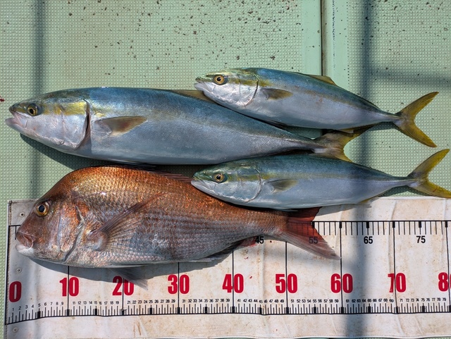 タイ(マダイ)・ハマチ(ブリ)・メジロ(ブリ)