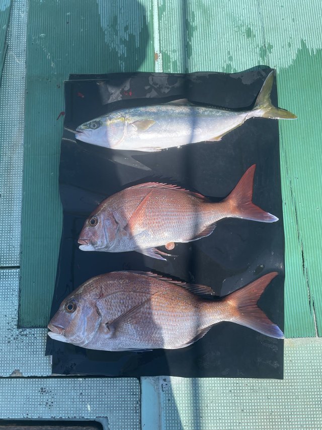 マダイ・ハマチ(ブリ)