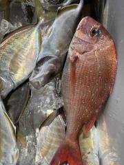 マダイ・カイワリ