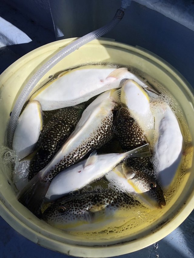 ショウサイフグ