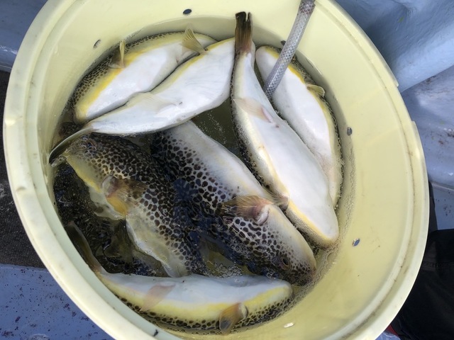 ショウサイフグ