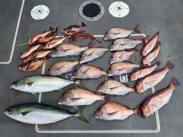 マダイ・ハマチ(ブリ)・アカアマダイ・ウスメバル・ホウボウ