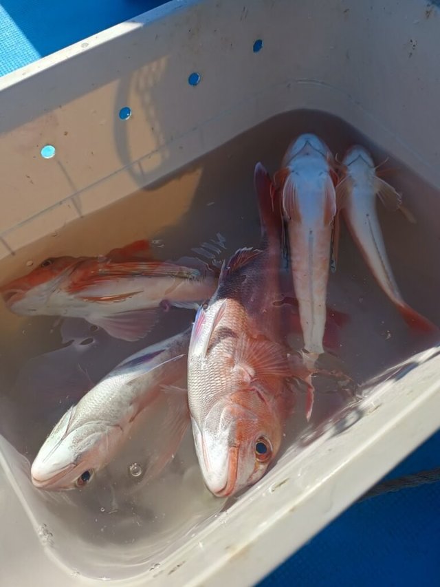 タイ(マダイ)・ホウボウ