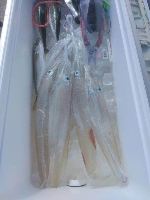 ヤリイカ・サバ(ゴマサバ)