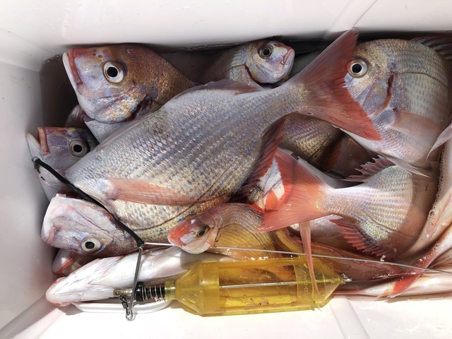 ハナダイ(チダイ)