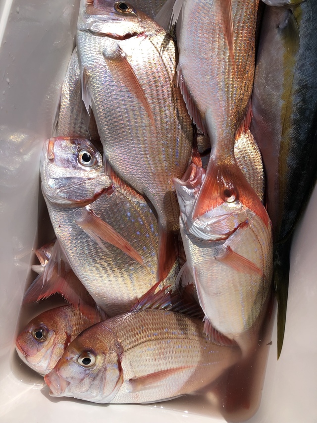 ハナダイ(チダイ)