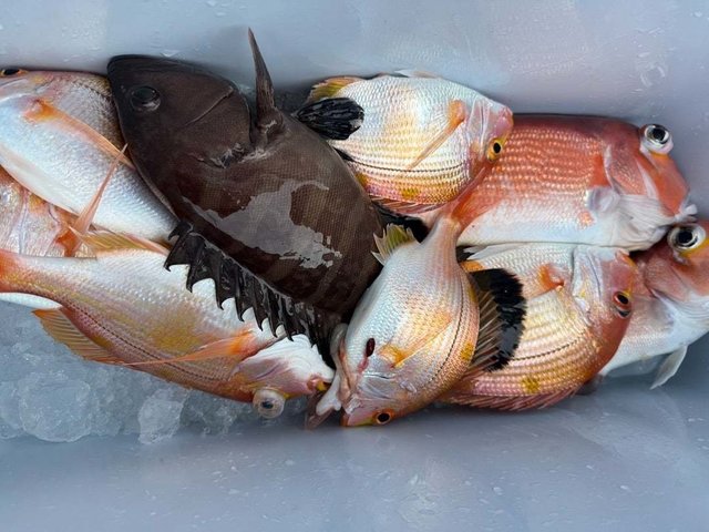 レンコダイ(キダイ)・マハタ