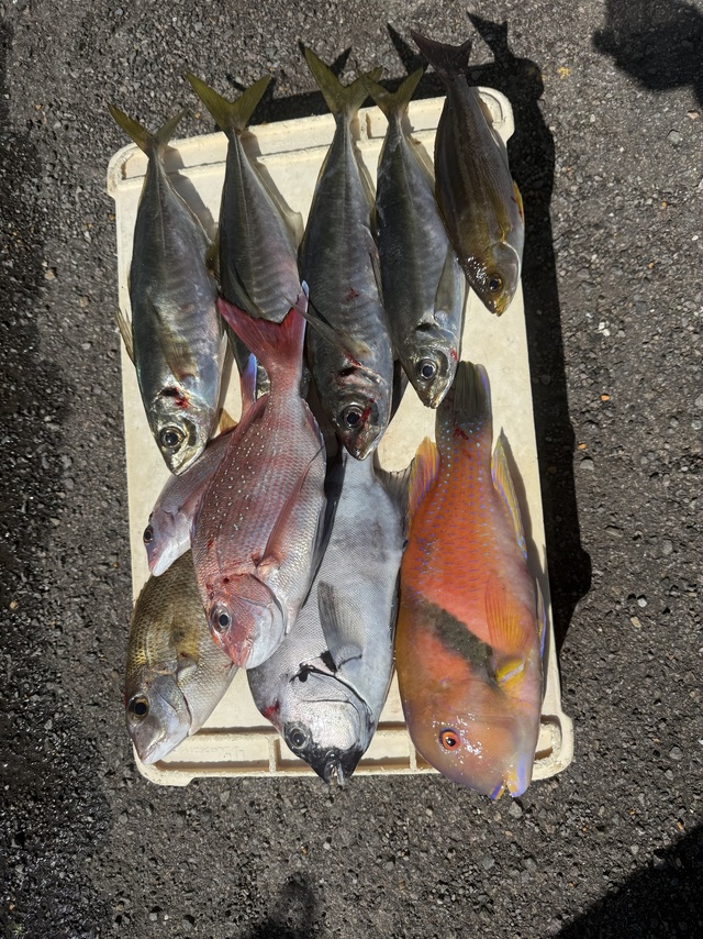 マダイ・イシダイ・マアジ・メイチダイ